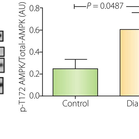 Activation Of Adenosine Monophosphateactivated Protein Kinase AMPK