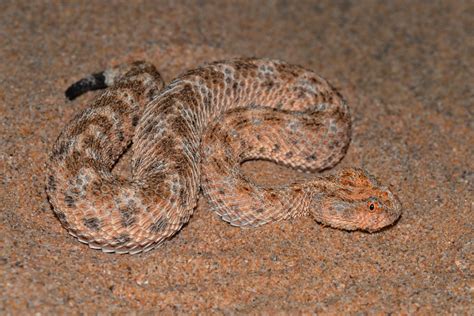 Cerastes vipera Vipère à cornes d Arabie Vipère à cornes de