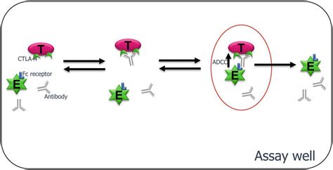 A Scheme Of An In Vitro ADCC Experiment E Effector Cell Here The