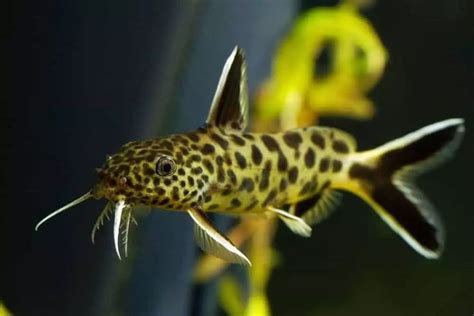 19 Most Popular Types of Catfish: Species, Habitat & Pictures