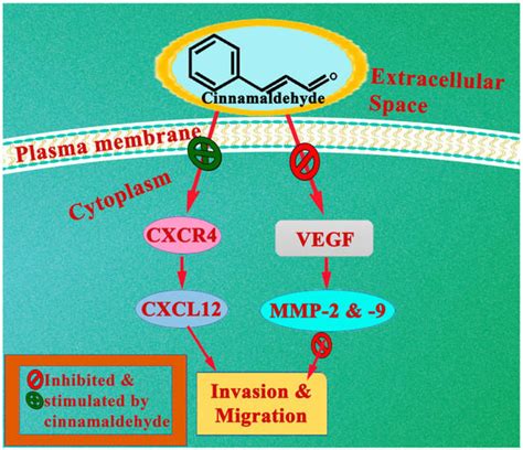 Physiologia Free Full Text Anticancer Potential And Molecular