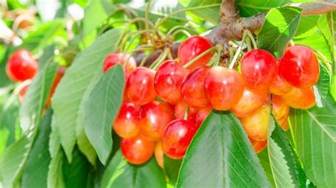 Step By Step Guide On How To Grow Rainier Cherry Tree - GardenZoo