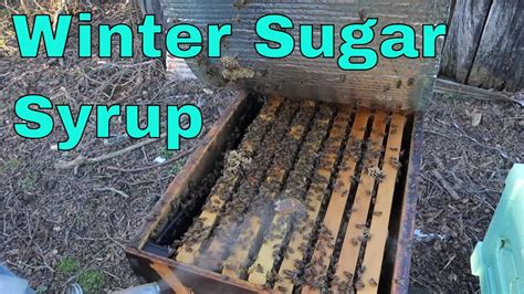 When To Start Feeding Sugar Syrup Youtube