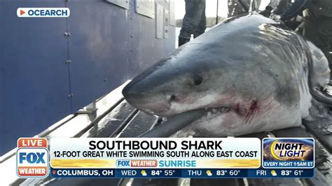 Shark Tracking App Lets You Spy On This 1 000 Pound Great White From Safety Of Shore Fox Weather