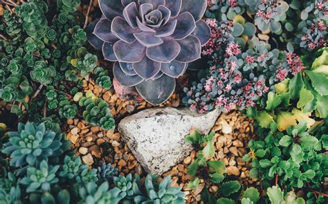 Green succulent plant HD wallpaper | Wallpaper Flare