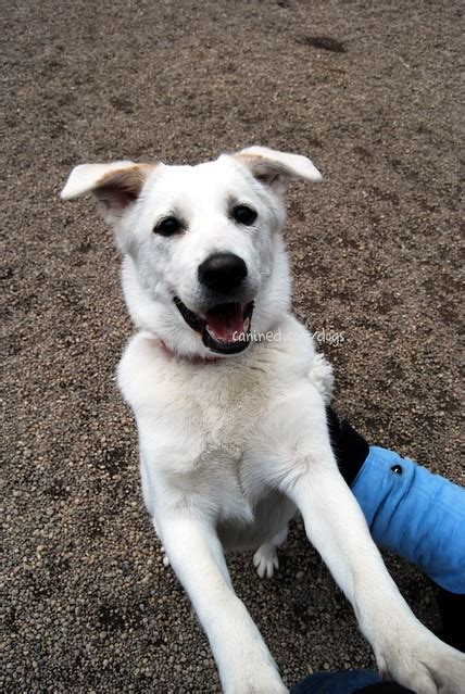 Canined White Mutt Mix Breed Dog Smile Nyc 030109 0 Flickr Photo