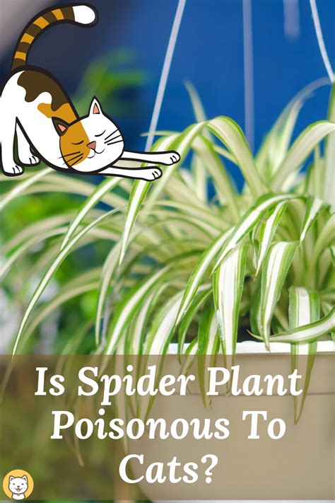 Are Spider Plants Toxic To Cats | Care About Cats