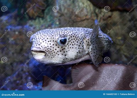 Pufferfish Tetraodontidae Or Balloonfish Stock Image Image Of