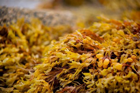 Harvesting Seaweed In Maine With Atlantic Holdfast Seaweed Co Green