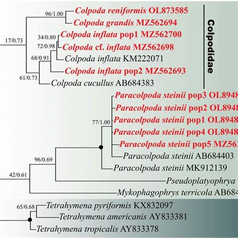 The Bayesian Inference BI Tree Based On The MtSSUrRNA Gene Of Major