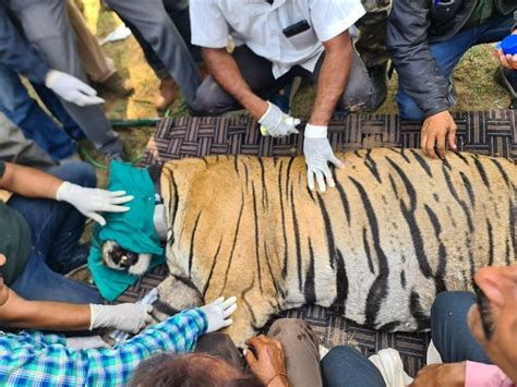 Rajasthan Tiger Shifting Ranthambore To Mukundra Mukundara Hills