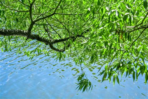 Willow Tree Branches Are Reflected In Water Of Pond Or Lake With Small