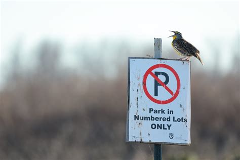 5 Central California wildlife refuges you can enjoy without leaving ...