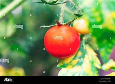 Rote reife Tomaten in einem Gewächshaus angebaut Frische Kirschzweige