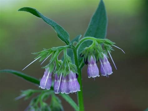 Symphytum Officinale Photo Was Taken In Th Flickr