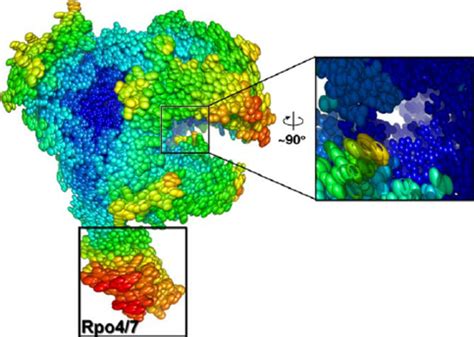 Binding Locus Of Subunit Rpo13 A Electrostatic Surface Representation