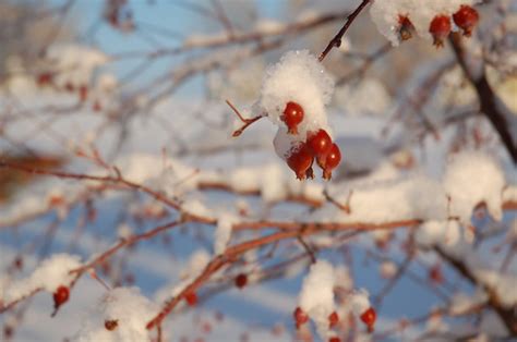 Dingleberry Bush Flickr Photo Sharing