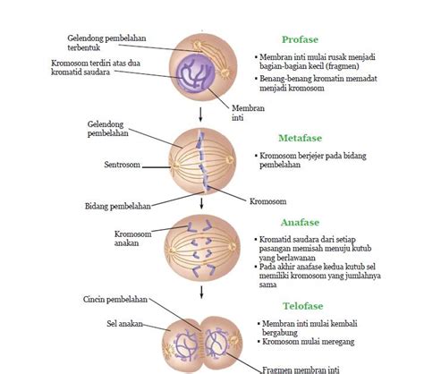 Pembelahan Mitosis Tahapan Pembelahan Mitosis