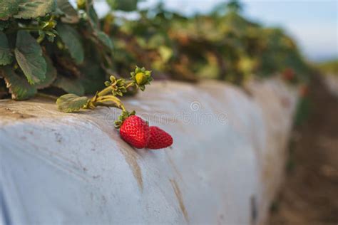 Agricultural Field Strawberry Plants Industry Modern Farming