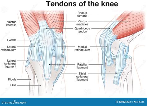 Tendons Of The Knee Anatomy Labeled Illustration Ilustra O Stock