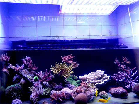 Acclimating your aquarium to LED lighting •Orphek