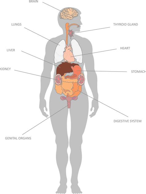 Printable Organs Of The Human Body - Printable Word Searches