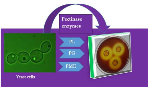 Microorganisms Free Full Text Isolation Identification And