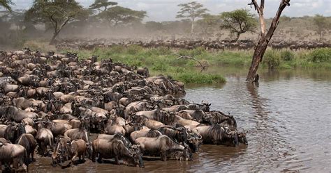 Serengeti National Park Rivers | Serengeti wildebeest Migration Tours