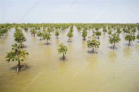 mangrove plantation stock image  science photo library