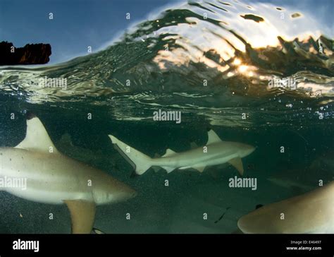 Blacktip Reef Sharks Carcharhinus Melanopterus Split Level View Of