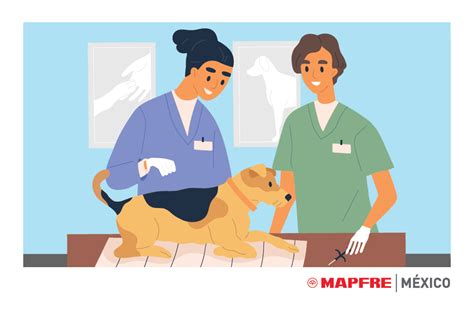 Los Beneficios De Esterilizar A Tu Mascota Blog De Seguros Mapfre