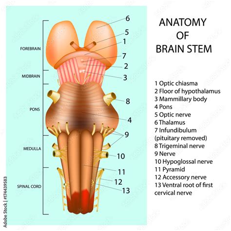 ANATOMY OF BRAIN STEM. Stock Vector | Adobe Stock