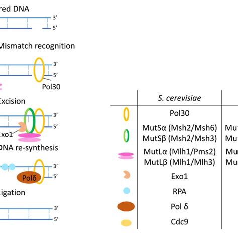 Mechanism Of Nhej In Yeast Nhej Yku70 And Yku80 Bind The Dsb Ends