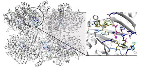 Glutamine Synthetase Chemistry Libretexts