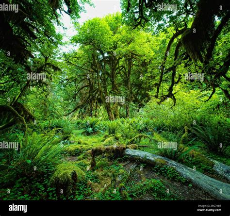 Stunning hall of mosses in the Hoh rainforest Stock Photo - Alamy