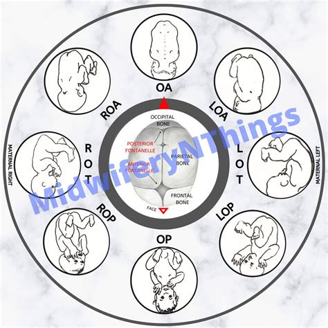 Fetal Position Wheel classic Digital Download PDF - Etsy