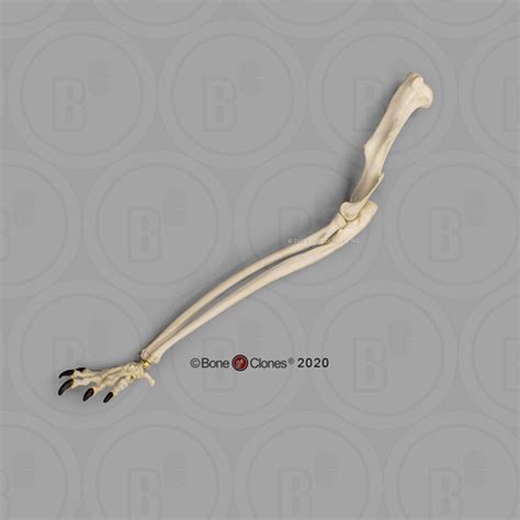 Red Kangaroo Arm, Articulated - Bone Clones - Osteological Reproductions