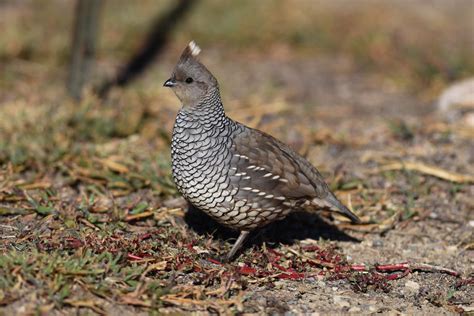 Scaled Quail Audubon Field Guide