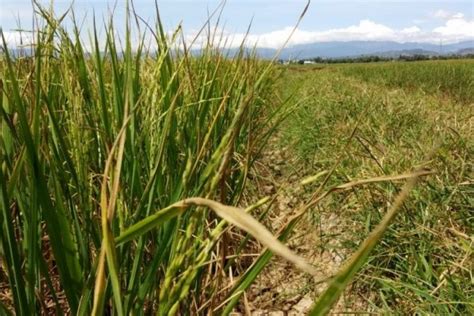 El Nino Hektare Sawah Tabanan Alami Kekeringan