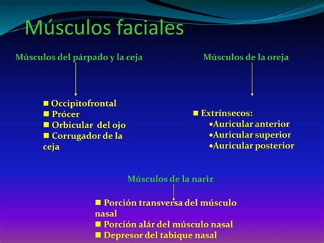 M Sculos De La Cara Morfo Iii Ing Biom Dica Ppt