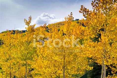 Aspen Trees Fall Colors Autumn Landscape Stock Photo | Royalty-Free | FreeImages