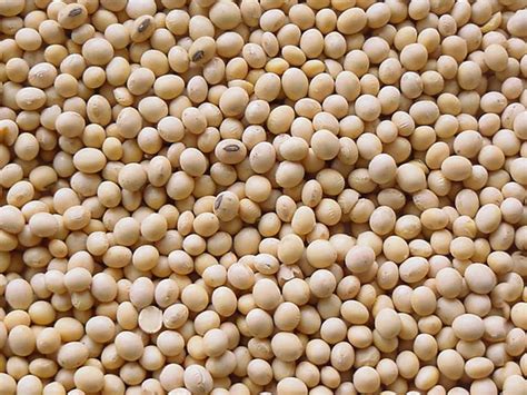 Dried Dry Soybean Seeds For Cooking Packaging Size Loose At Rs 110