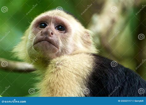 White Faced Capuchin Monkey Stock Image Image Of Park Faced 23222117