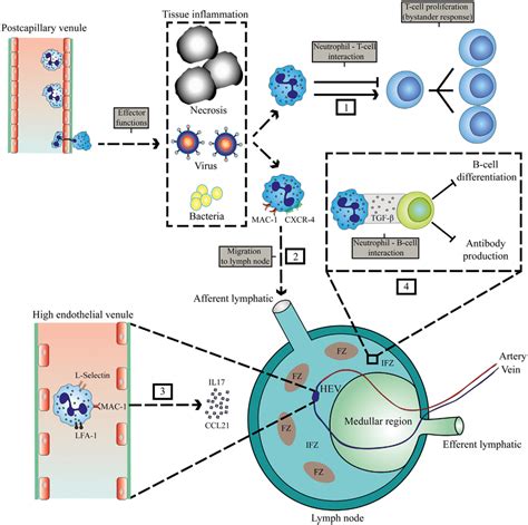 Localization Of Interaction Between Neutrophils And Lymphocytes At