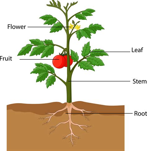 Illustration showing the parts of a tomato plant 9339693 Vector Art at ...