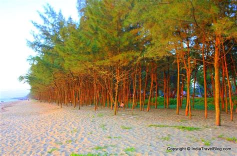 The Casuarina Trees In The Beach