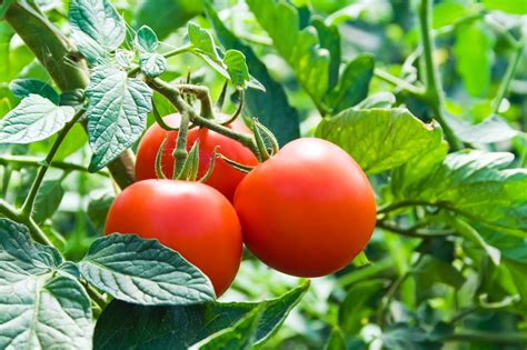 Como Se Chama A Plantação De Verduras BRAINCP