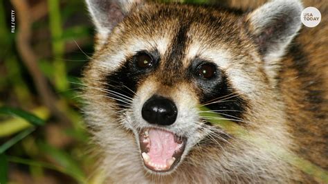 Rabid raccoon attacks 3 people, 2 pets in D.C.