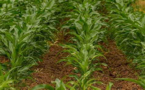 「農技」玉米田除草注意這幾點，除草才能幹淨徹底 每日頭條