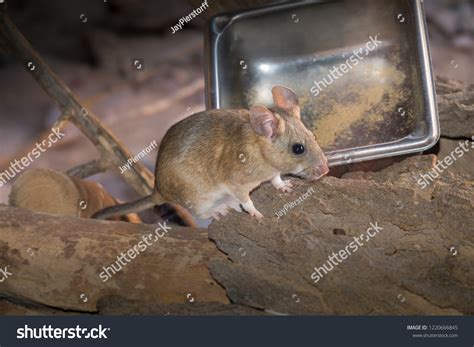 1,990 Pack rat Images, Stock Photos & Vectors | Shutterstock